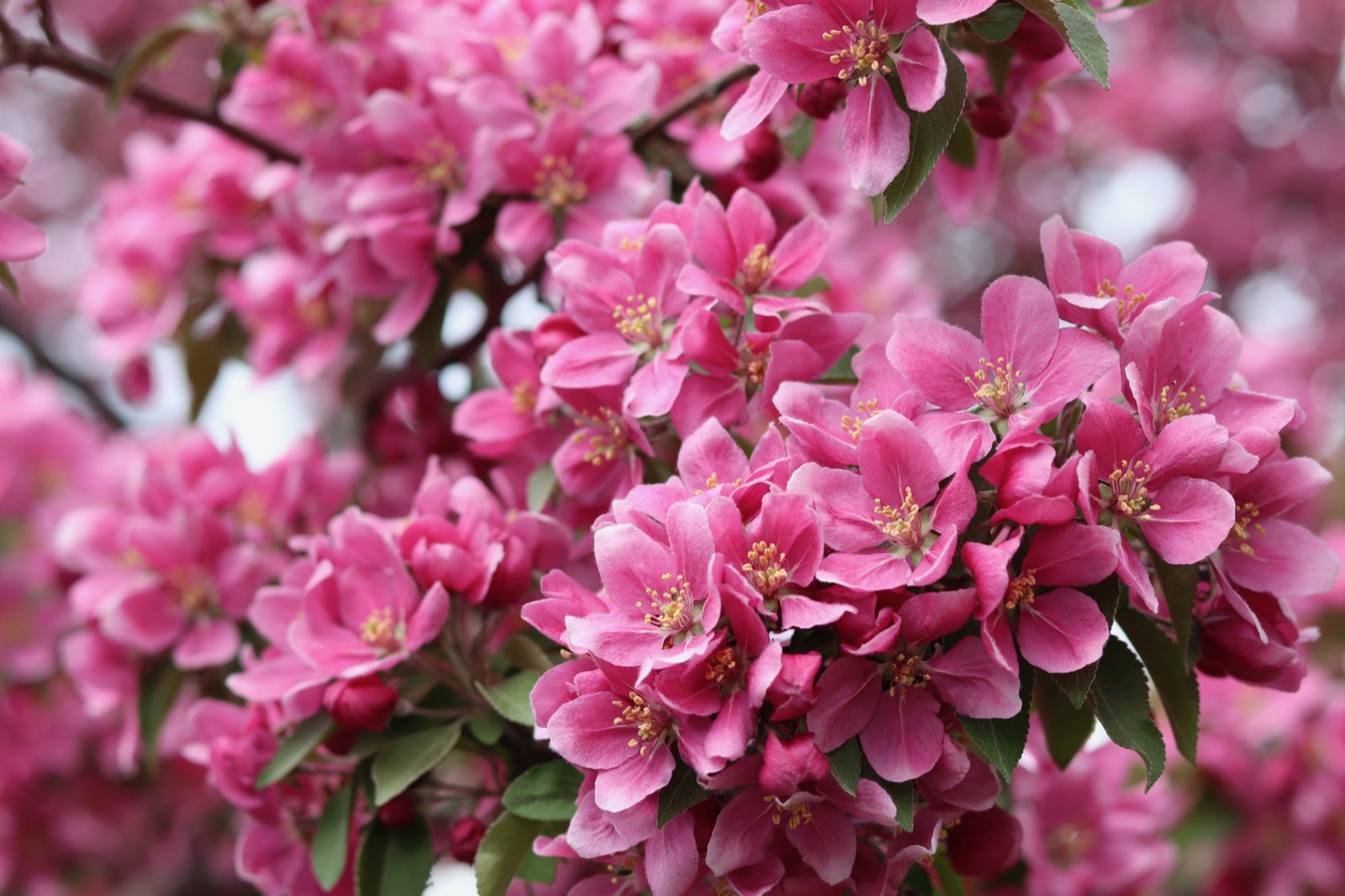 Pink crabapple blossoms in bloom