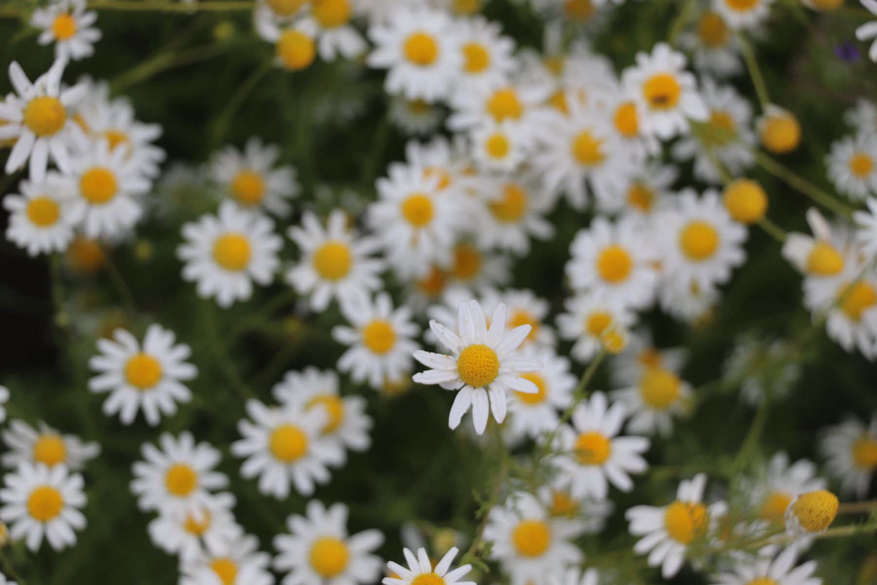 A field of chamomile flowers