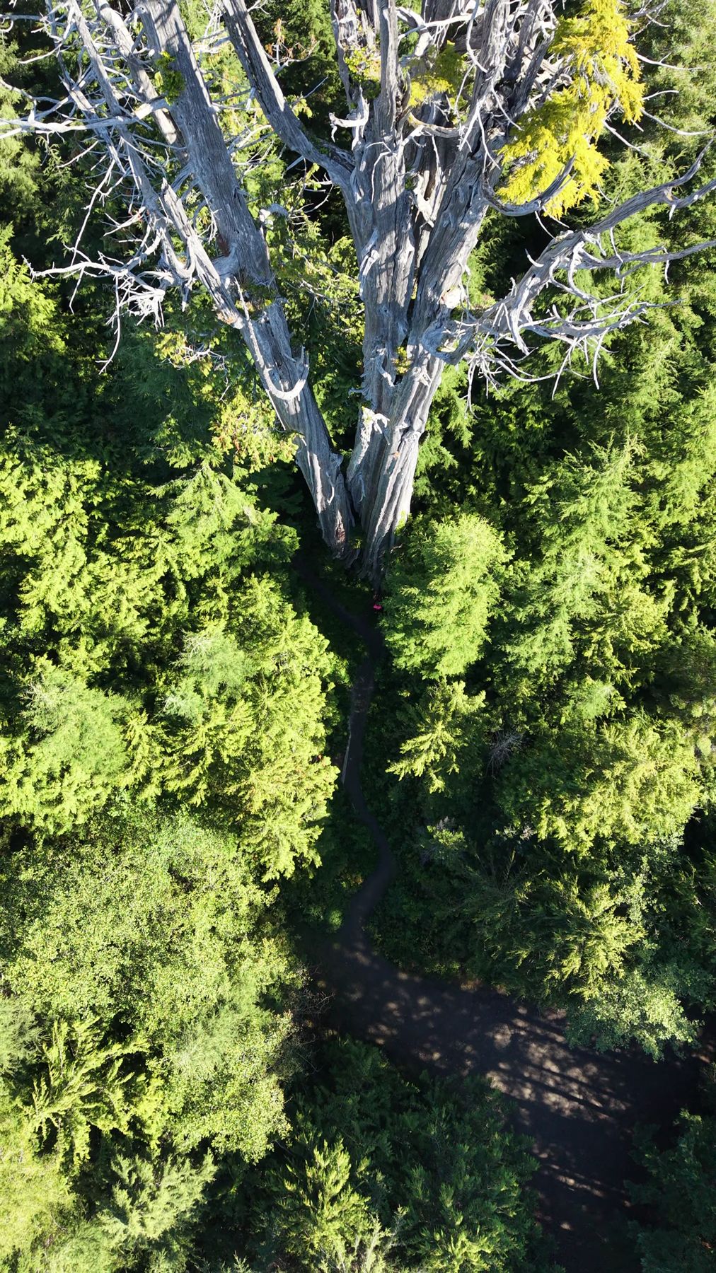 Looking straight down on a silver snag rising from green forest
