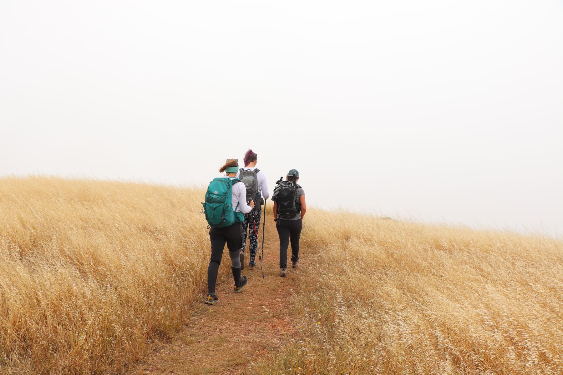 Three hikers crossing a golden grass hillside in fog