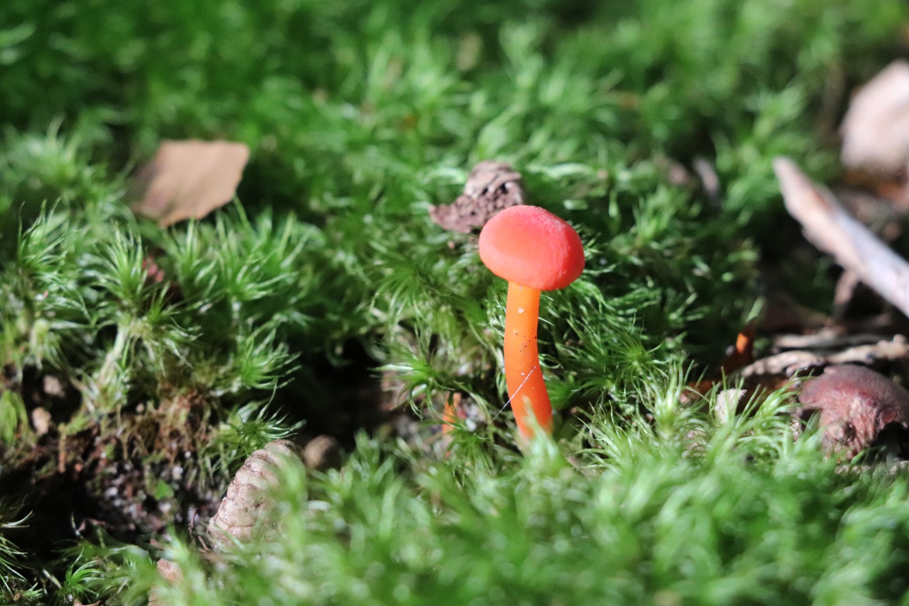 A small orange mushroom in bright green moss