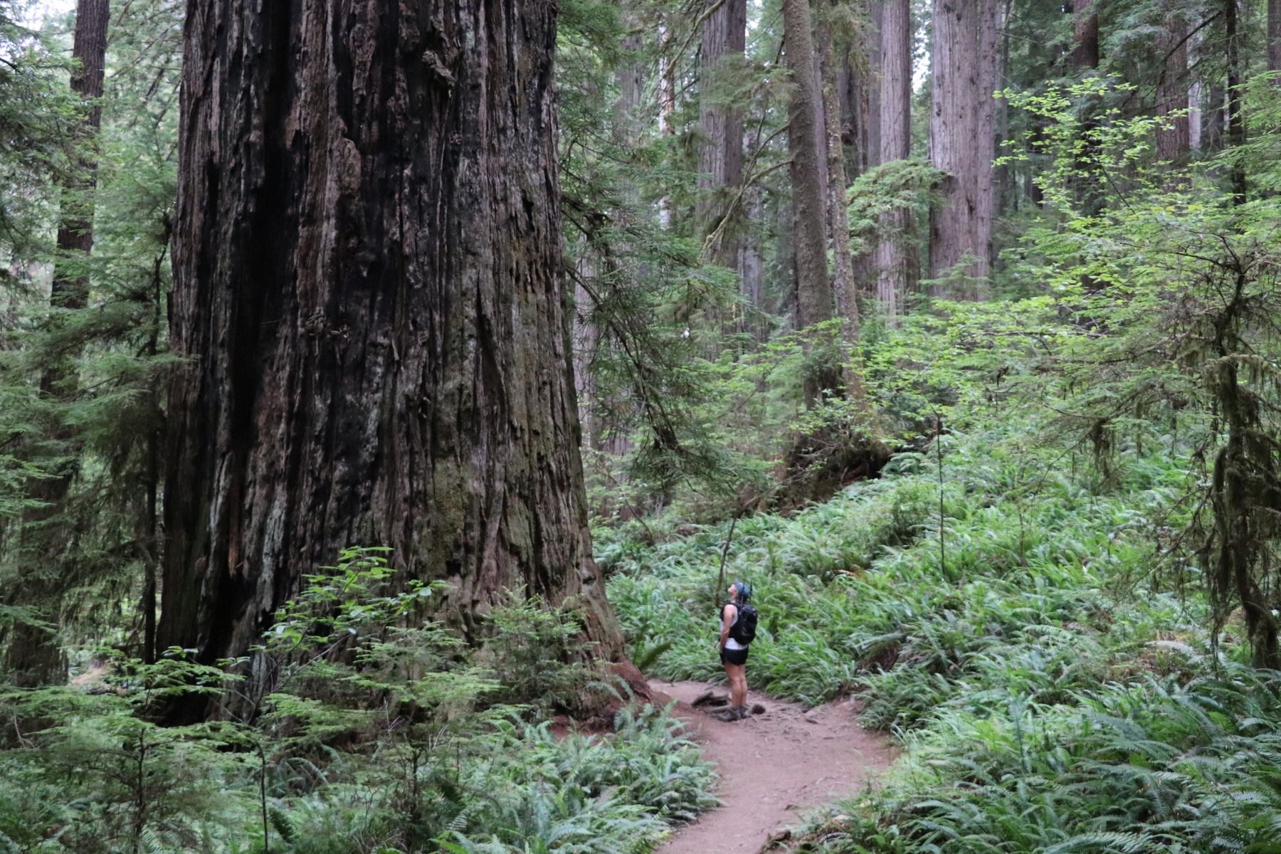 A hiker dwarfed by redwoods on a forest trail