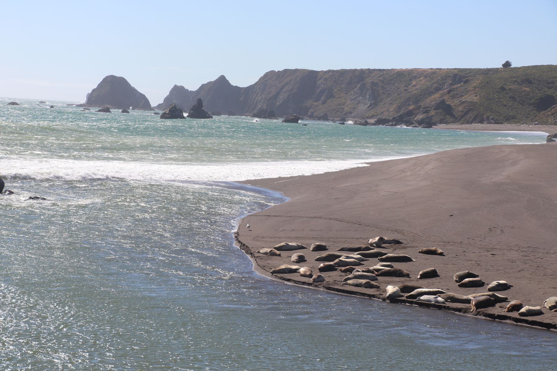 Harbor seals hauled out on a river-mouth beach