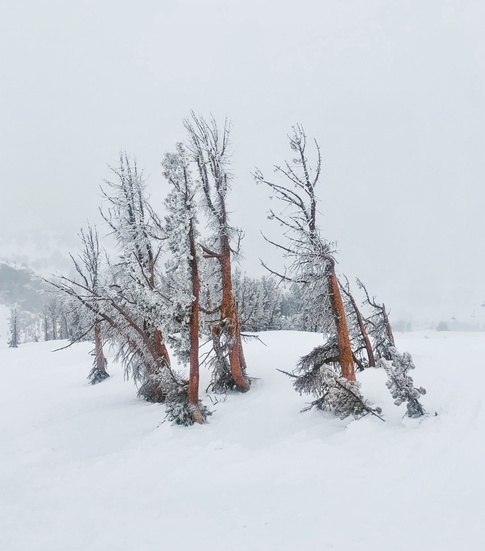 Wind-blasted trees in deep snow